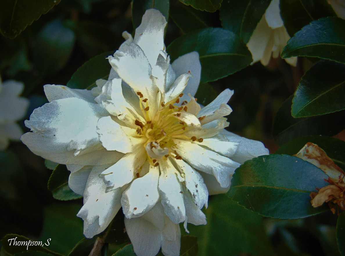 Sunfire Blossom