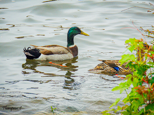 Calm Reflections